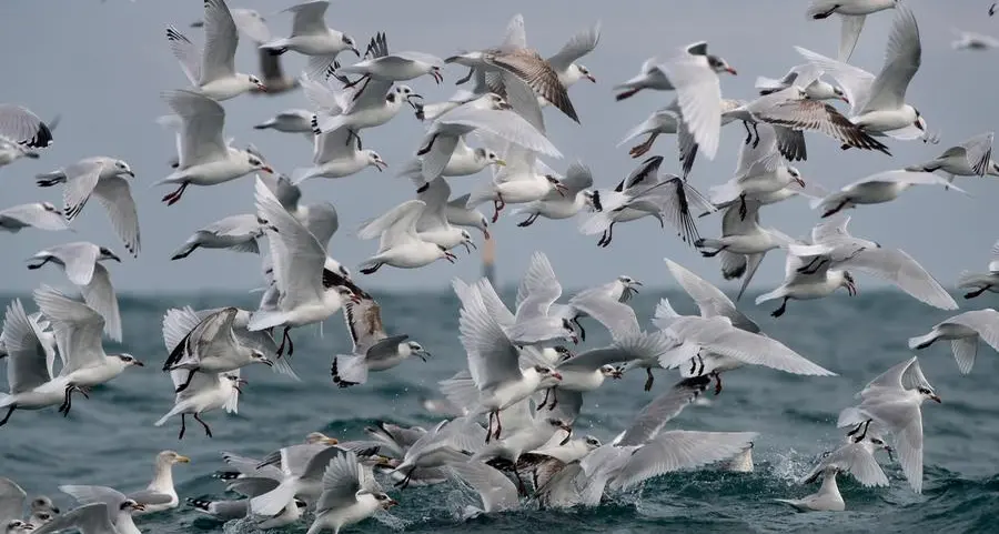 Tackling overfishing from Senegal's skies