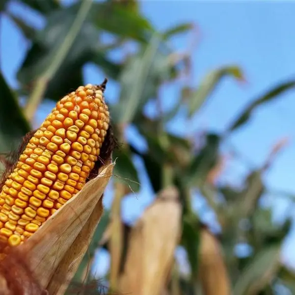 US corn yield conundrum: 181.5 or even higher? -Braun