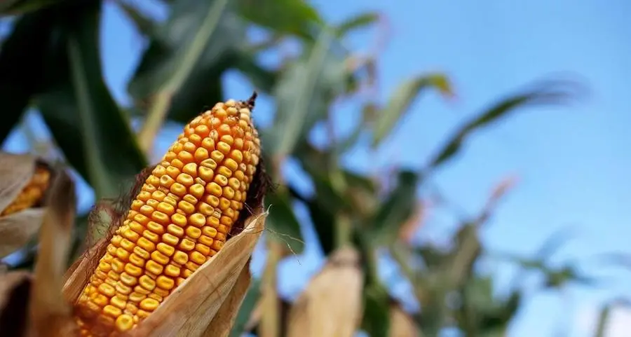 Funds approach record short in CBOT corn after larger US plantings - Braun