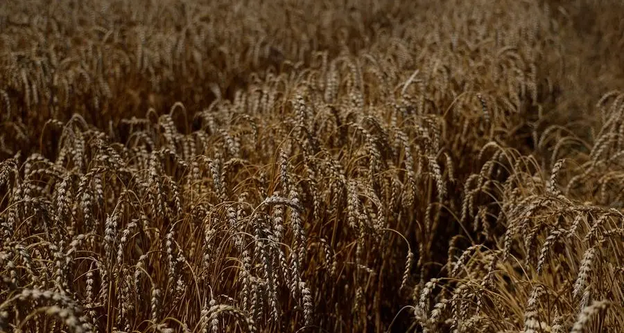 Export prices for Russian wheat continue to decline after grain deal extension