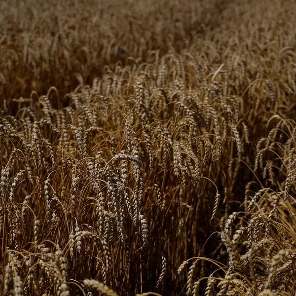 Ukrainian wheat starts new season with higher prices, analyst says