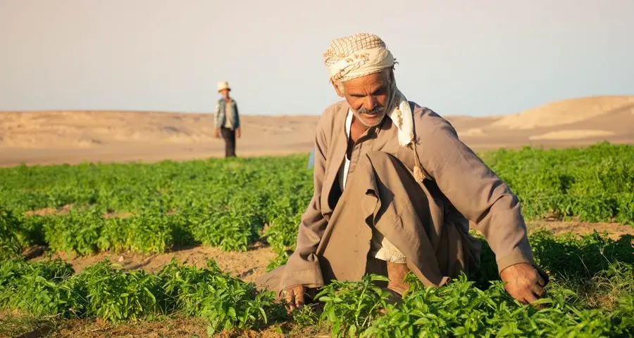 SEKEM marks major business and sustainability achievements across its ecosystem in 2025