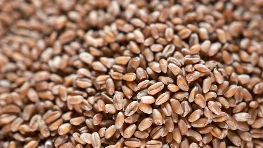 Chicago soybeans set for first annual gain in three years; wheat, corn slide