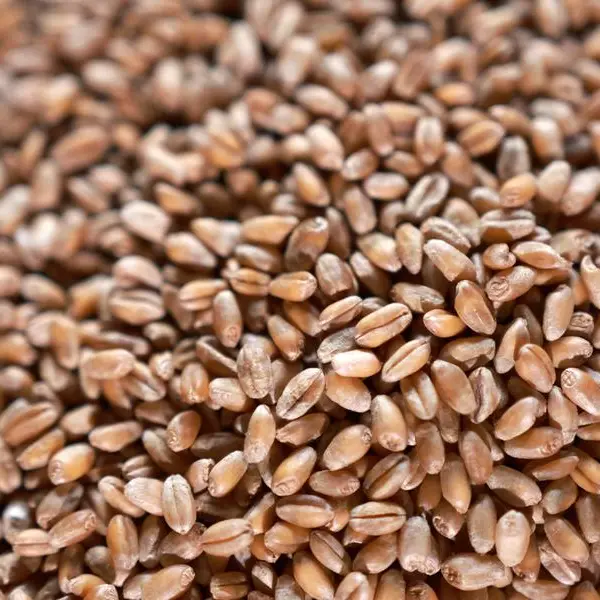 Soybeans fall as record-breaking Brazilian harvest looms