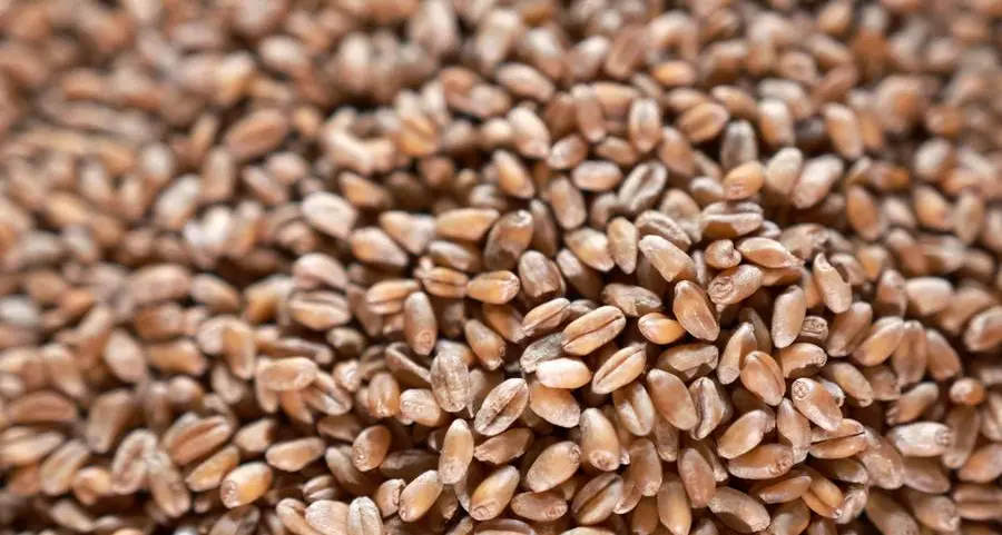 Soybeans fall as record-breaking Brazilian harvest looms