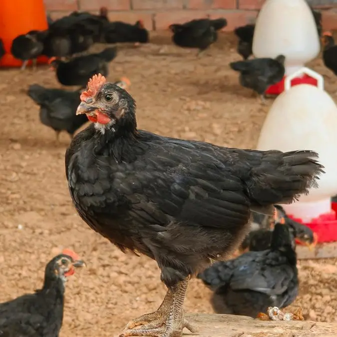 Saudi: Balady Poultry inks two lease deals to support $293mln investment strategy