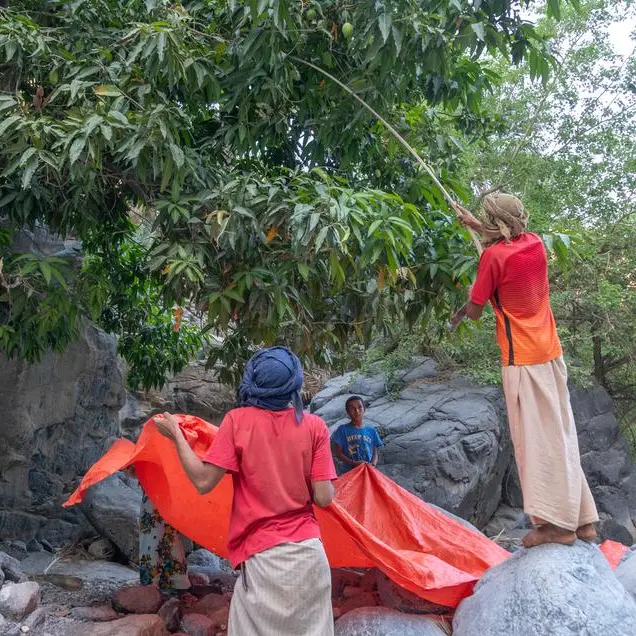 Oman: Mango crop development research enhances food security
