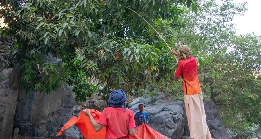 Oman: Mango crop development research enhances food security