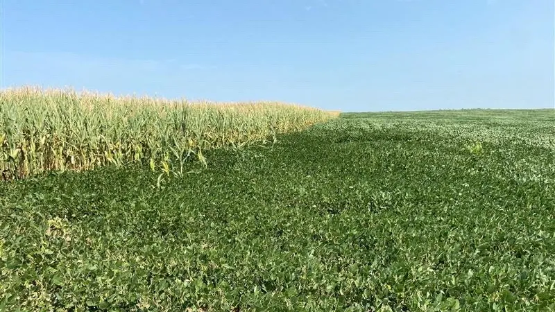 Corn eases on expectations of record US harvest, wheat down