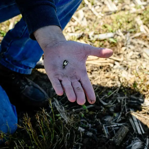 Soybean prices rebound, improved US weather limits upside