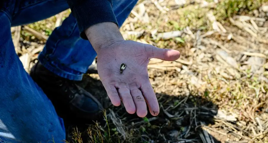 Soybean prices rebound, improved US weather limits upside