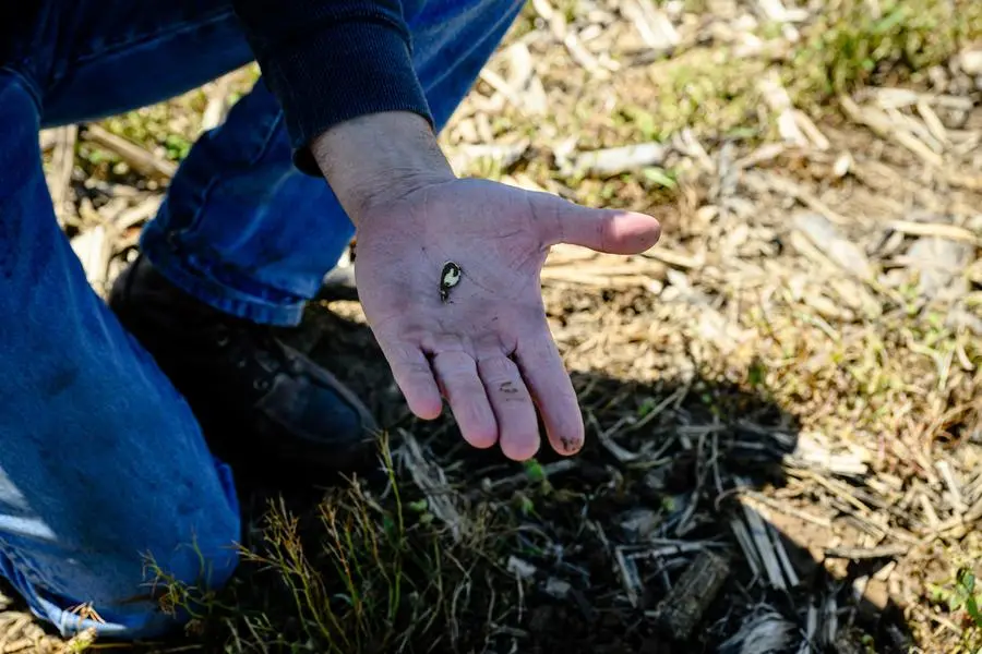 Soybean prices rebound, improved US weather limits upside