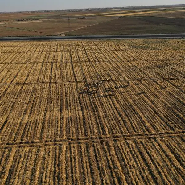 Jordan: Gov’t allocates $196mln for wheat subsidies in 2025 — ministry