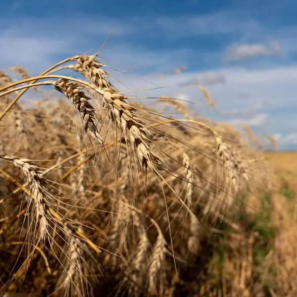 Jordan issues tender to buy up to 120,000 T wheat, traders say
