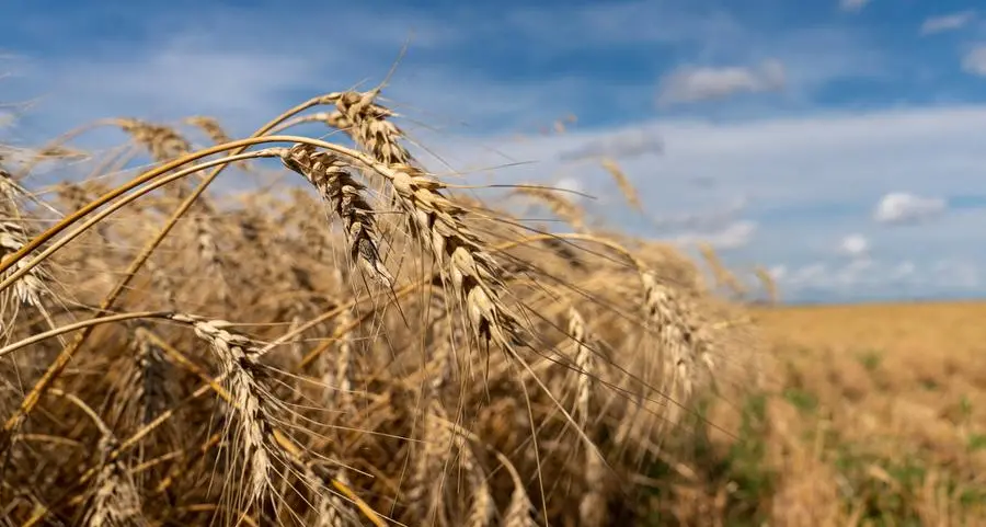 Jordan tenders to buy 120,000 metric tons feed barley, traders say