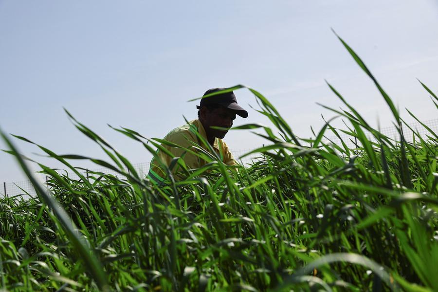 Sharjah underscores strong performance of UAE food security