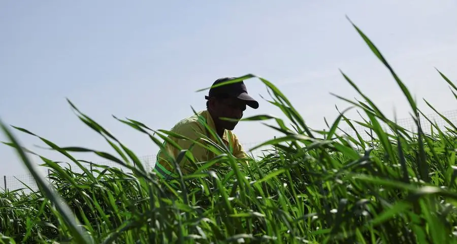 Sharjah underscores strong performance of UAE food security