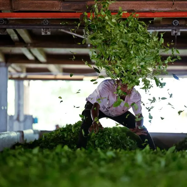 India's October tea production drops 21.3% as weather hits plucking