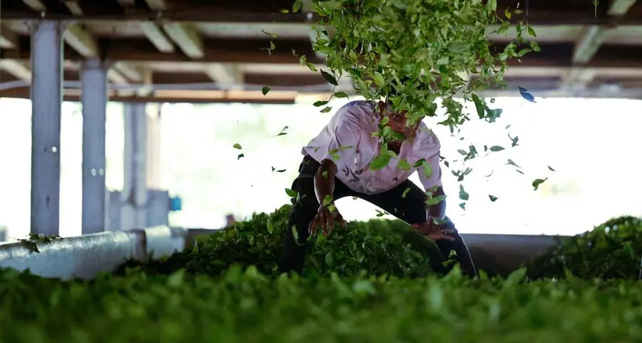India's October tea production drops 21.3% as weather hits plucking