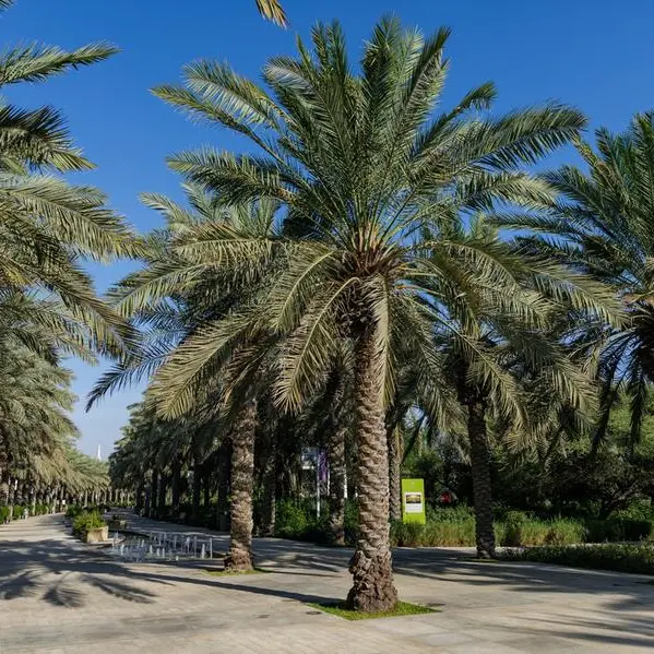 حديقة أم الإمارات تحتفي بإرث النخلة وتسلط الضوء على ممارسات رعايتها ضمن مبادرة \"نخلة البيت\"