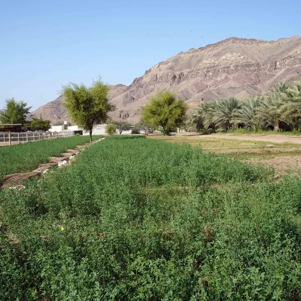 تفاصيل - شركة تبوك للتنمية الزراعية السعودية تعيين رئيس تنفيذي جديد