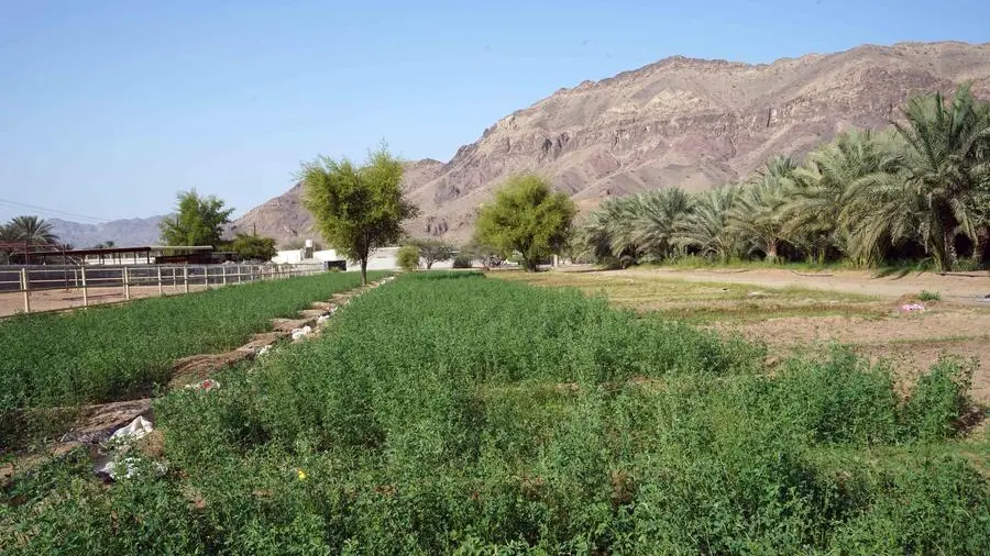تفاصيل - شركة تبوك للتنمية الزراعية السعودية تعيين رئيس تنفيذي جديد