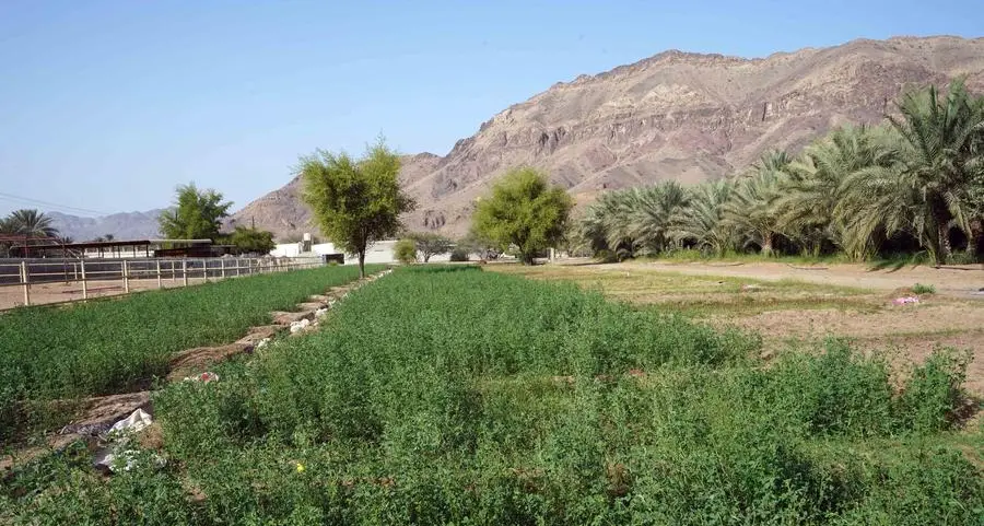 تفاصيل - شركة تبوك للتنمية الزراعية السعودية تعيين رئيس تنفيذي جديد
