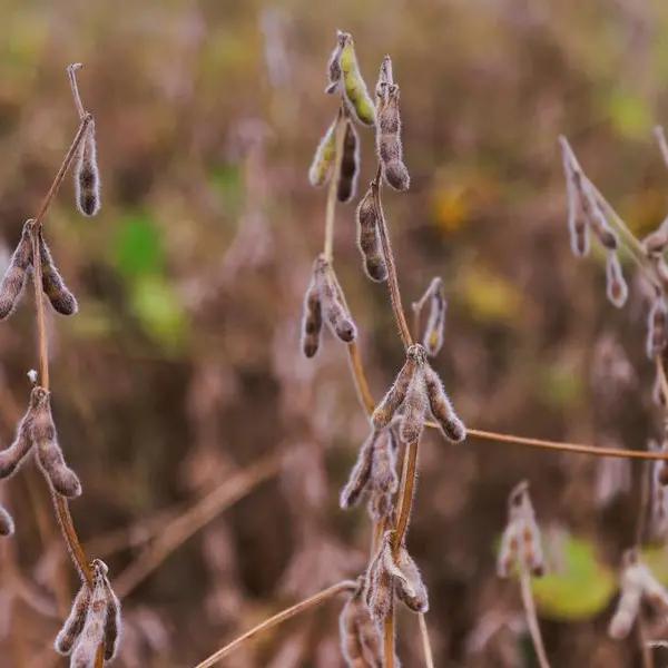 Chicago soybean futures rise as Trump plans May meeting with China's Xi
