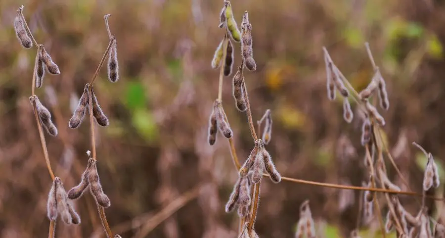Chicago soybean futures rise as Trump plans May meeting with China's Xi