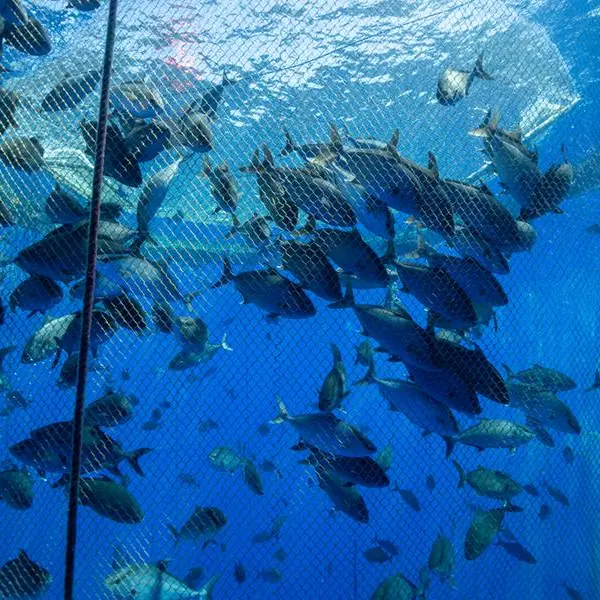 EU approves Egyptian farmed fish and crustacean exports