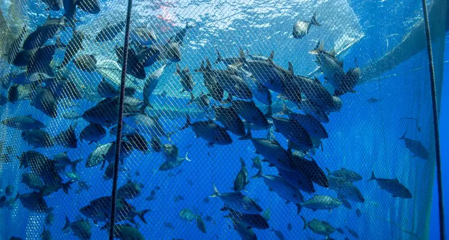 EU approves Egyptian farmed fish and crustacean exports