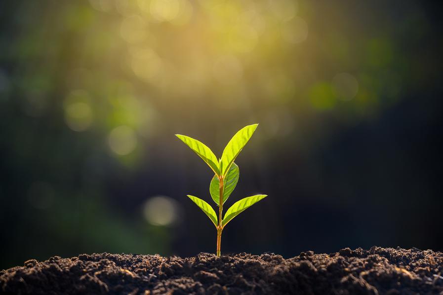 Saudi Arabia plants 50mln seedlings in Rub' al Khali