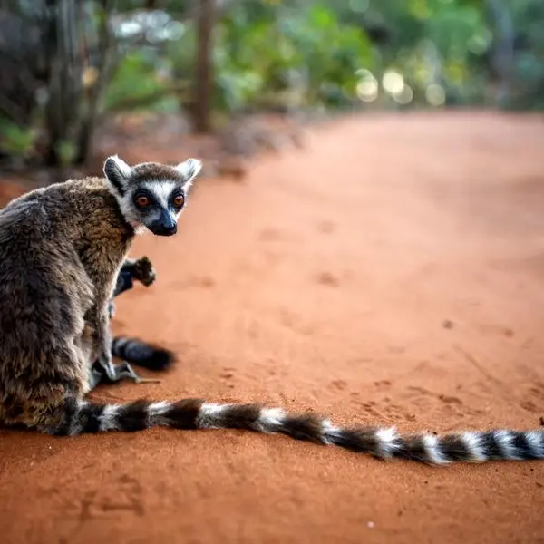 World's oldest climate fund targets wildlife bonds for every country in Africa
