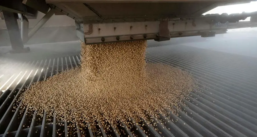Soybeans firm; USDA's lower export estimate curbs price upside