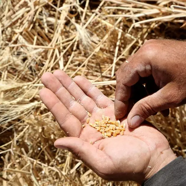 Algeria issues tender for milling wheat, traders say