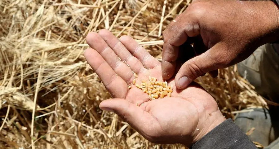 Algeria issues tender for milling wheat, traders say