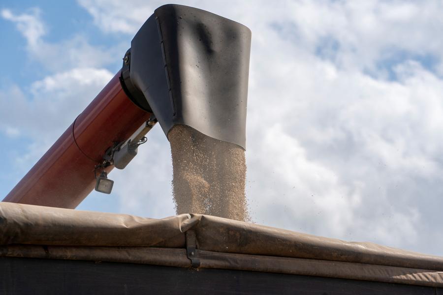 Jordan issues tender to buy up to 120,000 metric tons wheat, traders say