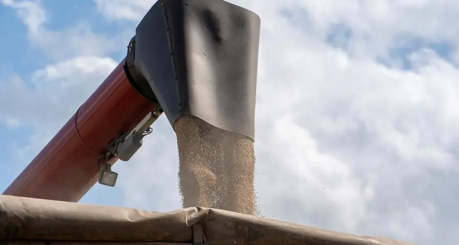 Jordan issues tender to buy up to 120,000 metric tons wheat, traders say