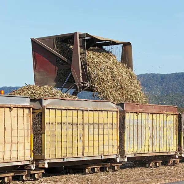 Sugarcane trash can produce energy: How South Africa can make this happen