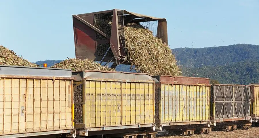 Sugarcane trash can produce energy: How South Africa can make this happen