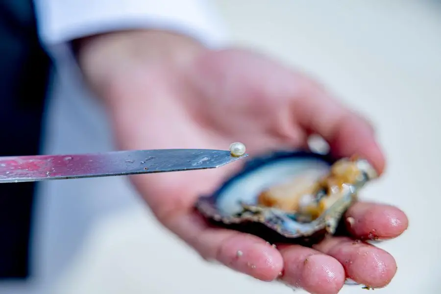 The project, which is the first of its kind in the Arabian Gulf region, aims to reduce the effects of climate change and improve seawater quality by expanding the area of oyster habitats
