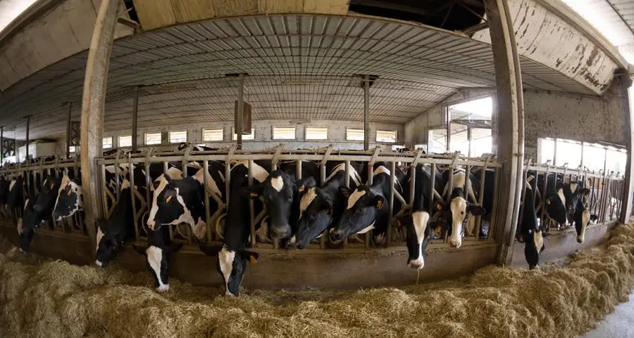 Factory farming in Africa: Development banks see it as a good idea