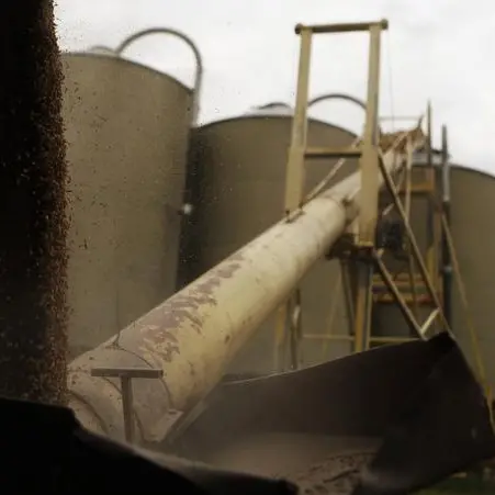 Jordan tenders to buy up to 120,000 metric tons feed barley, traders say