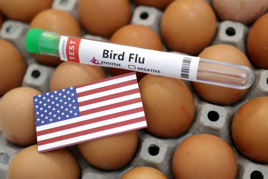 FILE PHOTO: A test tube labelled \"Bird Flu\", eggs and a piece of paper in the colours of the U.S. national flag are seen in this picture illustration, January 14, 2023. REUTERS/Dado Ruvic/Illustration. , Reuters
