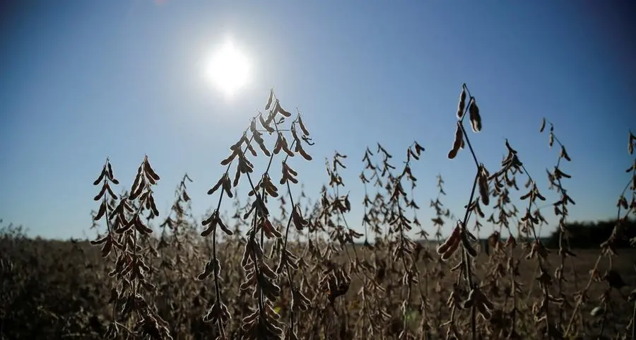 Funds hold bullish corn and soybean bets steady as trade talks await clarity: Braun