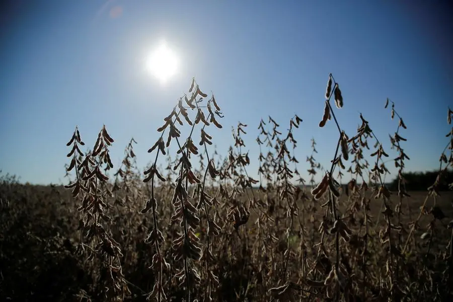 Soybeans grow in a field, in Domingo Martinez de Irala, Paraguay April 11, 2025. REUTERS/Cesar Olmedo. , Reuters