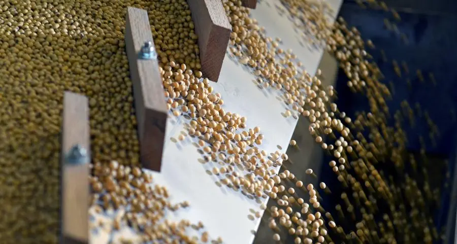 Soybeans set for weekly gain on oil rally; USDA report in focus