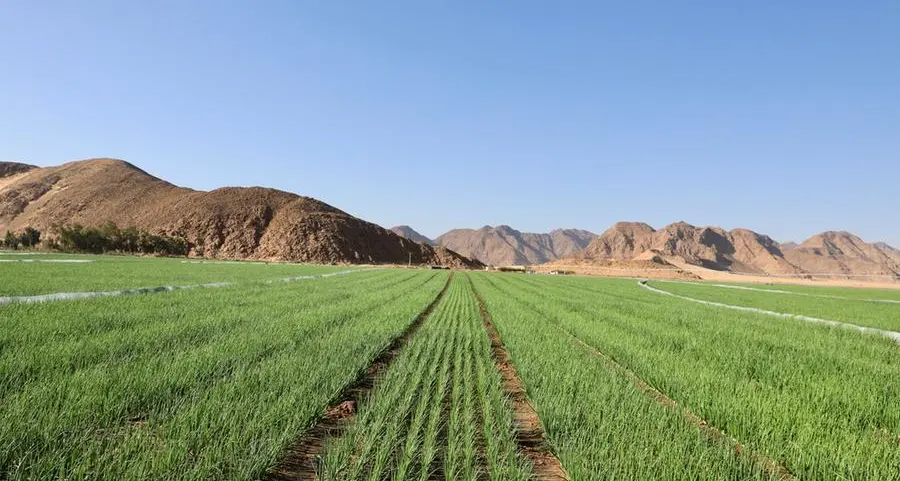 Jordan: Agricultural producer prices increase 11% in 5 months