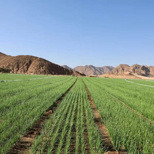 Jordan launches high-value industries initiative for agriculture, food security