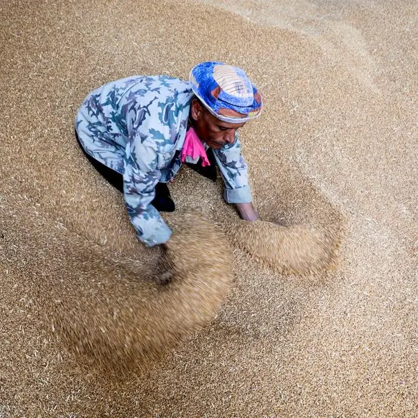 Ukraine, Egypt agree steps to boost grain and sunflower oil trade